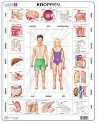 Puslespill kroppen vår 35 brikker