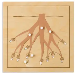 Botany Puzzle: Root